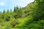 2014-07-05_Laengental-N-Hochweg (646). JPG